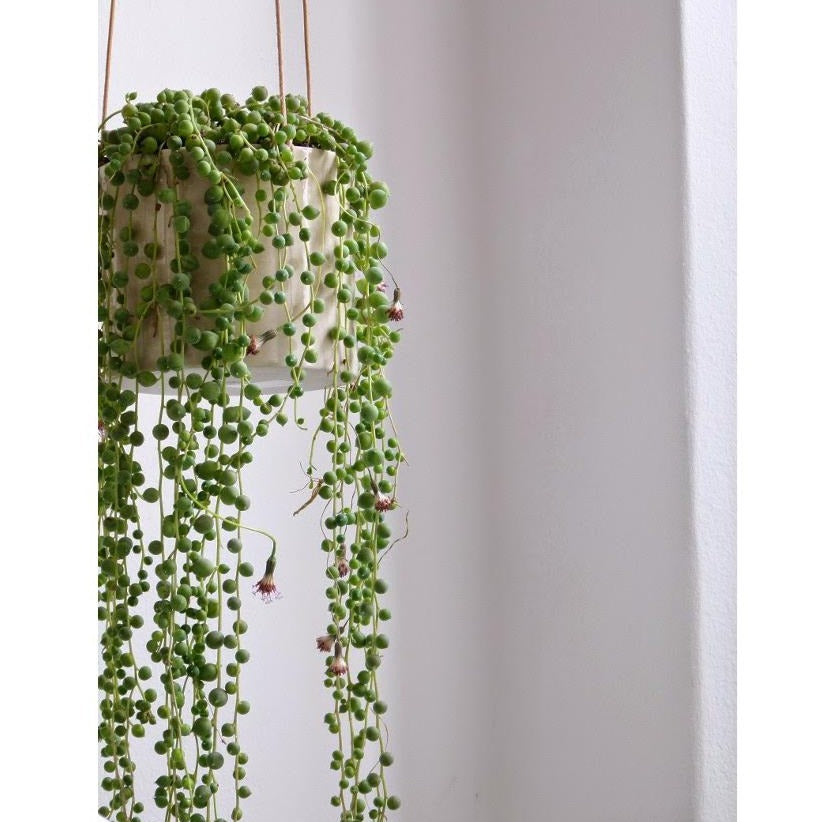 Anne Black アンヌ・ブラック 北欧 デザイン インテリア ガーデニング 観葉植物